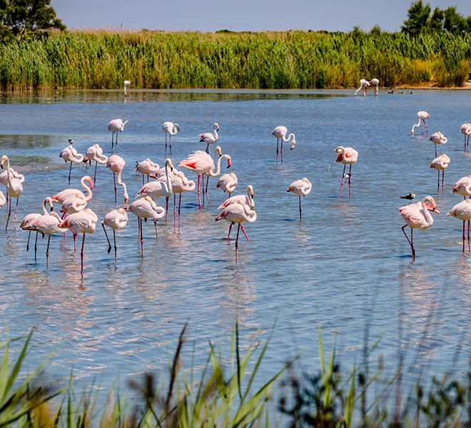 flamands roses